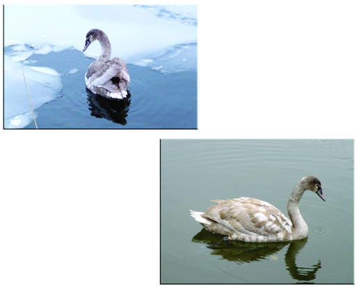 > <p>В спасательной операции молодого лебедя принимали участие сам Валерий Виталиевич, дайвер Ермен Сергей Владимирович, учитель педгимназии Кисилев Олег Викторович и представитель общественной организации