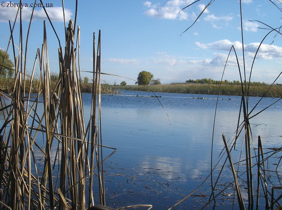 > <p>По извилистой, ухабистой дороге через березняк мы миновали деревянный навес со столом и вышли к рыбоводным прудам. Земляные дамбы, покрытые зеленым дерном, делили всю площадь перед глазами на квадраты и прямоугольники, заполненные водой, отражавшей голубое небо и белые облака. Мягко пахло водяными травами. Начавшие желтеть тростники и рогоз обрамляли берега. Все было необычно и заманчиво. Один, ближний пруд зарос полностью. В нем у берега я приметил несколько плавающих лысух. Пруды тянулись двумя рядами, каждый пруд был площадью гектаров до пятнадцати, и было их больше десятка. Вокруг рос смешанный лес.</p>