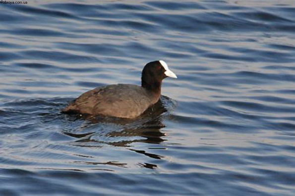 > <p>Вот как описывает этого представителя семейства пастушковых С. Т. Аксаков:</p><p>