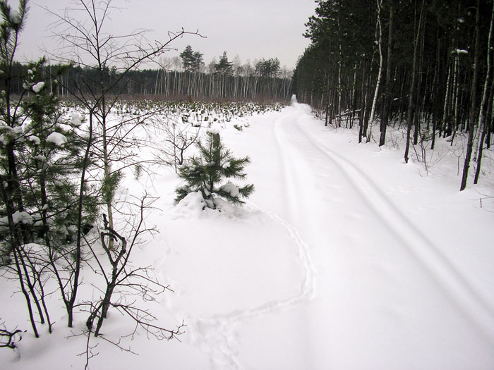 ><p>Второй загон по однообразному и старому сосновому лесу оказался пустым, а следующий, третий, вовсе неудачным. Большую часть охваченного нами квартала занимала молодая посадка со следами свежий расчистки. В кучи были свалены срубленные березки и сосенки, в междурядьях серели пятнами еще не остывшего пепла следы костров на прогалинах, пахло смолой свежих срубов. Зверь, конечно, отсюда ушел.</p><p> В четвертом загоне стою на номере под нестарой сосной у края просеки. Напротив смешанный лес: сосна, дуб, береза, кое-где тонкая крушина. Снега нет. Синеватая дымка влажного воздуха густеет в глубине леса, куда уходят, темнея, стволы сосен, словно подпирают свод длинной галереи. На земле ковром лежит рассыпавшаяся бурая хвоя, а кое-где пестрят, будто золотые монетки, березовые листочки. По шероховатому стволу соседней сосны от комля вверх торопится пищуха — сероватая птичка с белым брюшком. Кажется, будто это и не птичка, а какая-то мышка ловко карабкается, цепляясь за кору. Там, где темно-серая грубо растрескавшаяся кора переходит в гладкую, отливающую желтоватой медью, пищуха резко отрывается от ствола и, порхнув к соседнему дереву, винтом уходит вниз к его комлю. Оттуда вновь начинает свое движение вверх по стволу в поисках зимующих насекомых. Смотрю, слушаю. Пролетит по вершинам ветер. Вздохнет глубоко лес, словно в раздумье то ли о зимних холодах, то ли об июньских днях, когда под нескончаемые птичьи песни растут-тянутся к солнцу его молодые побеги. Качают сосны вершинами, думает лес свою думу... И сам чего только не передумаешь под сводами леса, но сразу забываешь обо всем, как только вдруг мелькнет в зарослях буроватое пятнышко — зверь появился...</p><p> Проходит, наверно, с полчаса. Далеко тявкнула собака, и пошел гон. Выжловка Роза взяла след, но вскоре лай стал удаляться и пропал. Потом снова послышался гон справа от меня. Вдали показались две косули. Легко взлетая над землей на сажень, они быстро летят мимо меня, но стрелять с моего номера далеко.</p><p> За ними следом, отстав шагов на полтораста, мчится собака. С соседнего номера раздался выстрел. Косули лишь ускорили бег, и пропали из виду. После того как вышли загонщики, мы еще долго ждали собаку. Пришлось даже выстрелить три раза подряд, и только тогда она прибежала на выстрелы.</p><p> Следующий загон в пушистом сосняке 