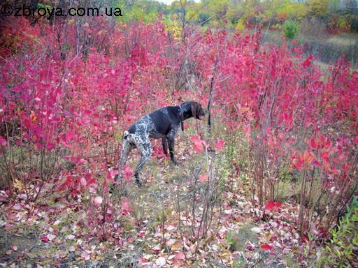 Когда дома не сидится