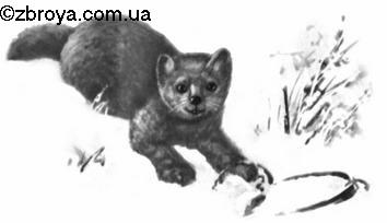 Съемка и первичная обработка шкурок пушных зверей