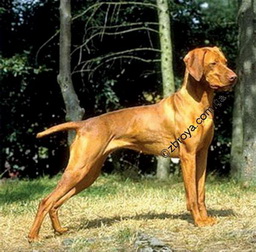 > <p>B норме у сук легавых пород течка бывает два раза в год, но опытные собаководы, чтобы не изнурять собак частыми родами, вязку проводят только раз в году. Щенята появляются на свет весной или осенью.</p><p> Щенки из весенних выводков меньше болеют рахитом и другими заболеваниями, однако, если правильно кормить и часто гулять со щенками осенних пометов, разницы в физическом развитии между теми и другими не будет.</p><p> Я думаю даже, что лучше брать щенков из осенних пометов, так как они на год раньше могут принимать участие в выставках, выводках, испытаниях и состязаниях. Раньше они начинают работать и в поле. При этом я убежден, что в месячном возрасте у щенка нельзя определить будущие рабочие качества собаки. Приведу два примера, которые подтверждают это.</p><p> У меня есть знакомый во Владимирской области, который всегда держал сук. Однажды он привез помет из восьми щенков ирландского сеттера. Одного кобелька из этого помета никто не захотел брать, и моему знакомому пришлось оставить его себе. И вот этот-то никому не понравившийся щенок первым из ирландских сеттеров получил четыре диплома первой степени, четыре диплома второй и три третьей. На всех рингах он ходил не ниже четвертого места с отличной оценкой.</p> 