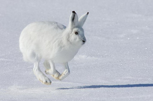 Гончая с аппортом