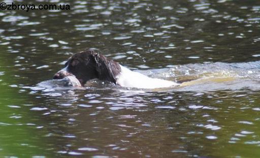 Со спаниэлем по бекасу и дупелю