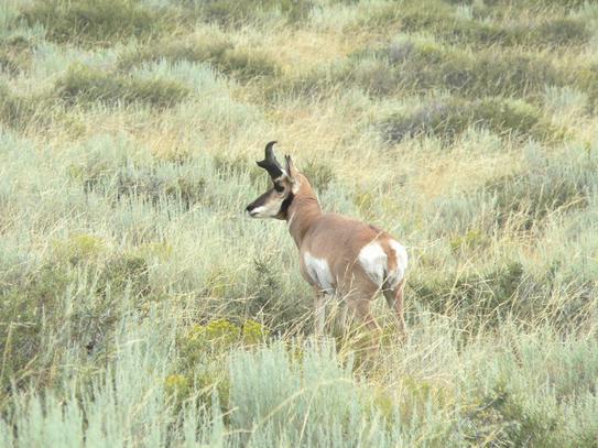 Охота на антилопу - только один выстрел