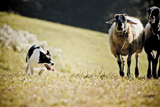 Радости и печали