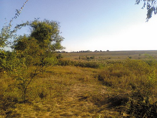 Ехали на утку, а попали на перепела